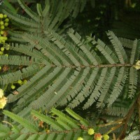 Acacia mearnsii De Wild.